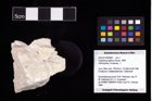 NHMW-GEO-2007z0149-0065_Ol_01.tifOxythyreus gibbus (Reuss, 1858)  (NHMW-GEO-2007z0149-0065)